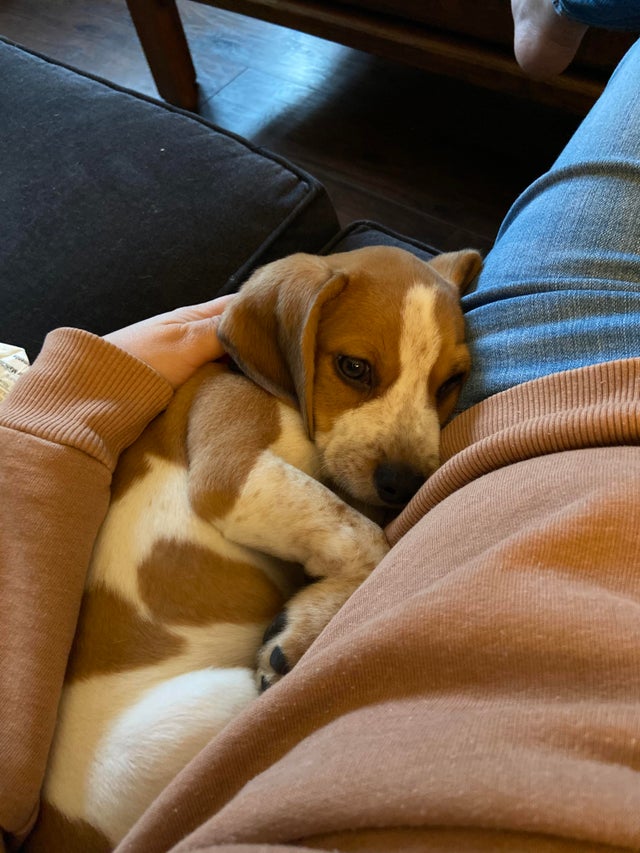 15 Things Only Beagle Owners Will Understand 11 15 Things Only Beagle Owners Will Understand 11