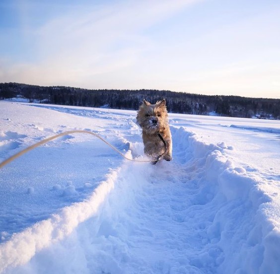 15 Pictures That Prove Cairn Terriers Are Perfect Weirdos 11 15 Pictures That Prove Cairn Terriers Are Perfect Weirdos 11