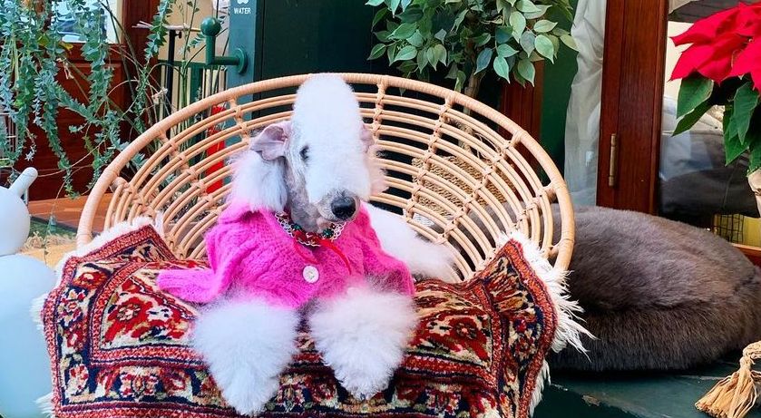 15 Cool Facts About Bedlington Terriers
