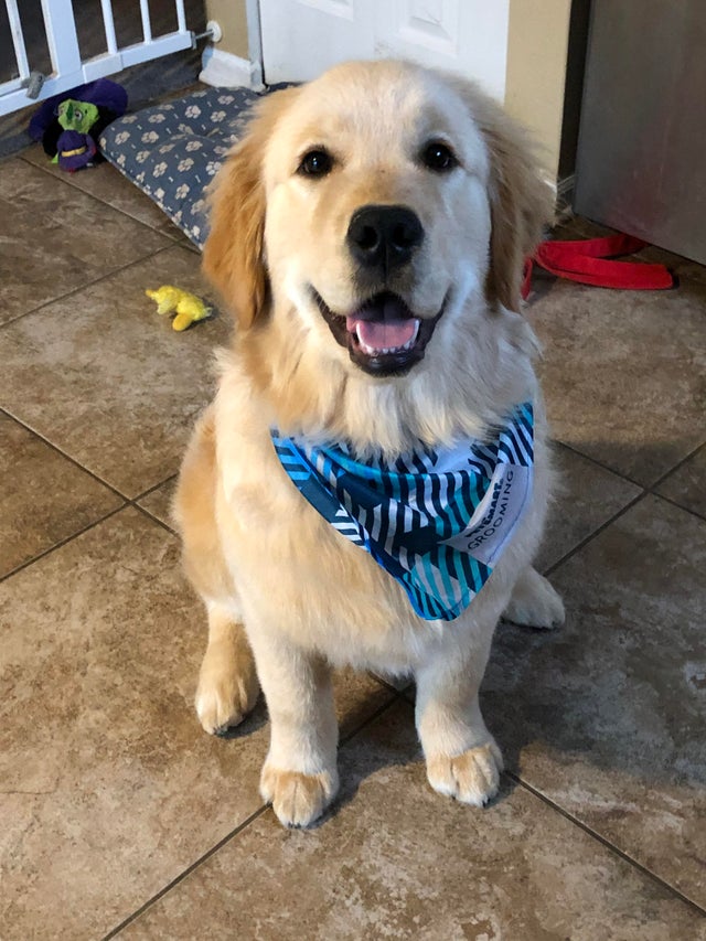 15 Realities That New Golden Retriever Owners Must Accept 11 15 Realities That New Golden Retriever Owners Must Accept 11