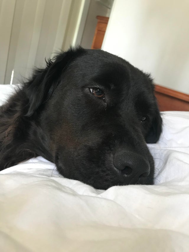 15 Realities That New Labrador Owners Must Accept 11 15 Realities That New Labrador Owners Must Accept 11