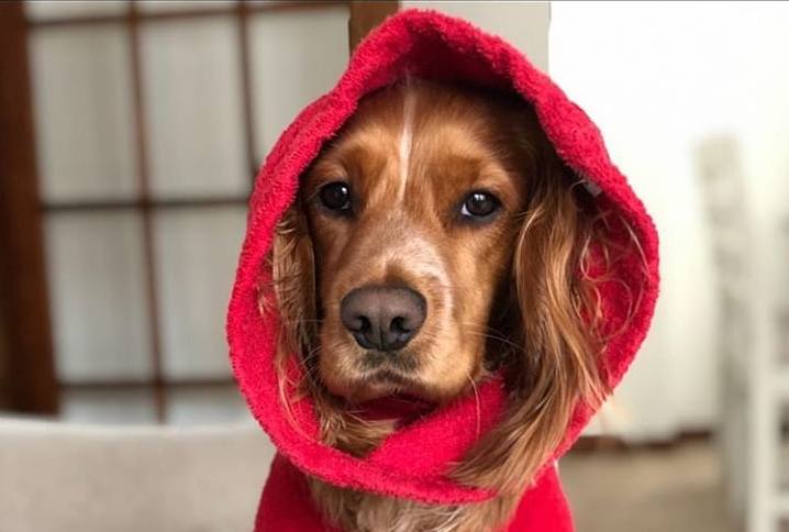 15 Interesting Facts About English Cocker Spaniels