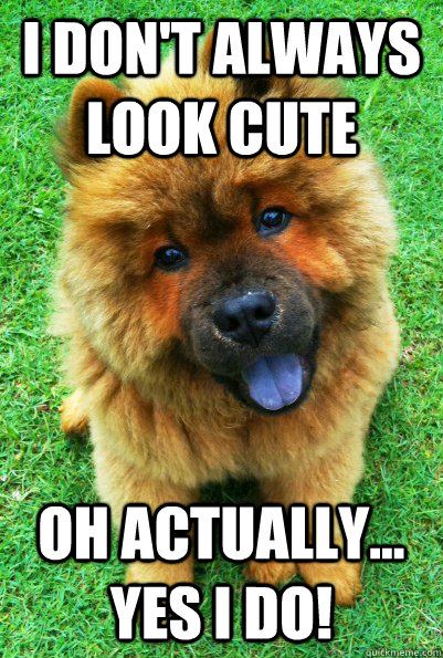 15 Funny Chow Chow Memes To Make Your Day 11 15 Funny Chow Chow Memes To Make Your Day 11