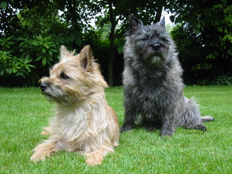 Cairn Terrier 23