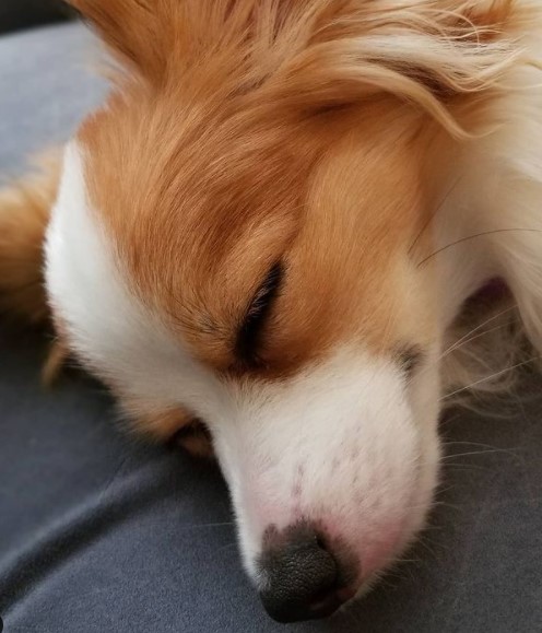 15 Pictures That Prove Papillons Are Perfect Weirdos 11 15 Pictures That Prove Papillons Are Perfect Weirdos 11