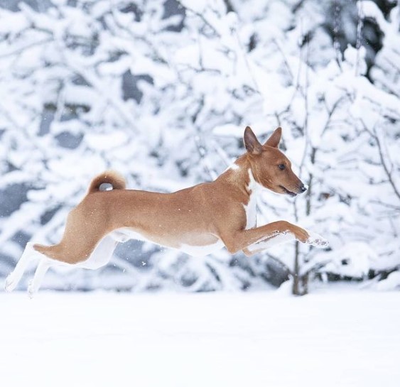 15 Pictures That Prove Basenjis Are Perfect Weirdos 11 15 Pictures That Prove Basenjis Are Perfect Weirdos 11