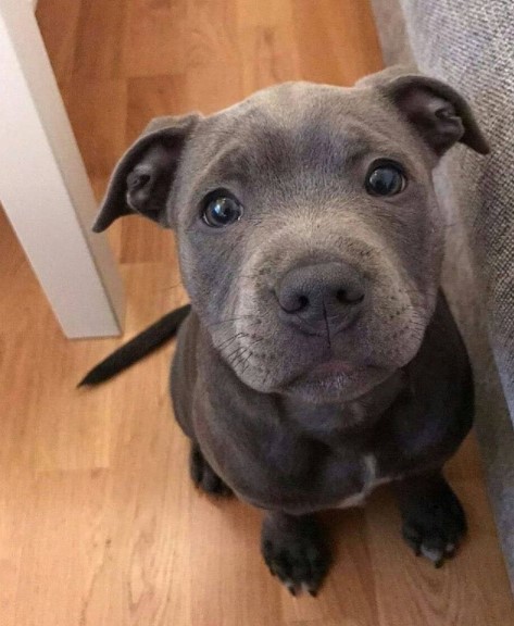 15 Pictures That Prove Pit Bulls Are Perfect Weirdos 11 15 Pictures That Prove Pit Bulls Are Perfect Weirdos 11