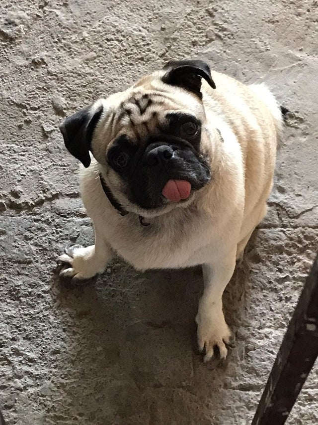 15 Things Only Pug Owners Will Understand 11 15 Things Only Pug Owners Will Understand 11