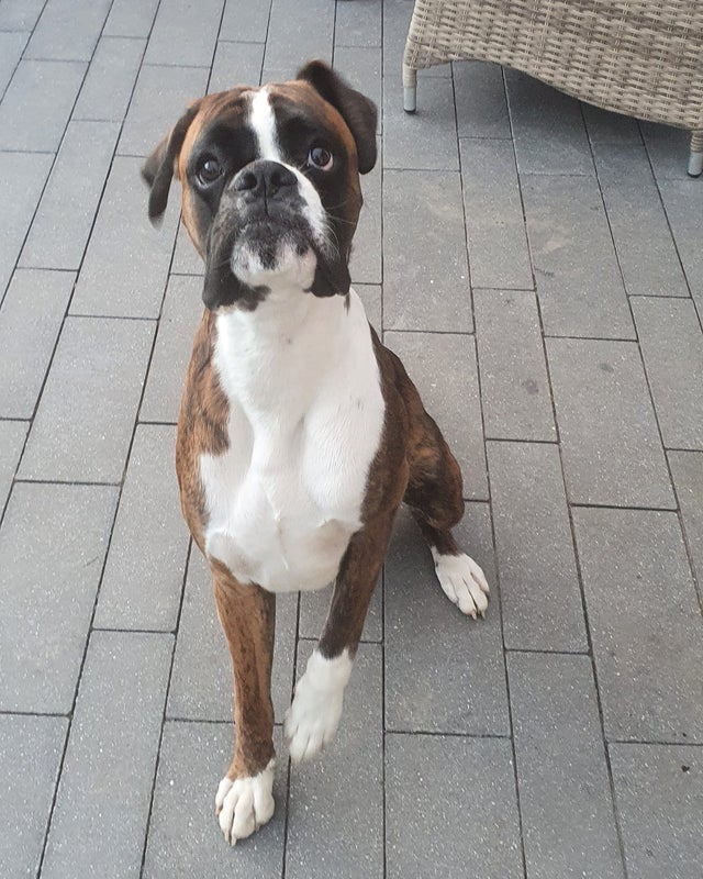 15 Realities That New Boxer Owners Must Accept 11 15 Realities That New Boxer Owners Must Accept 11