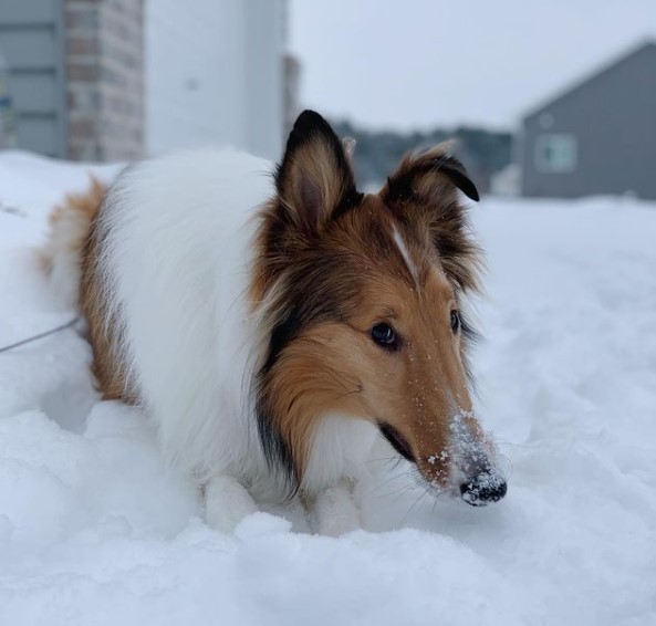 15 Pictures That Prove Collies Are Perfect Weirdos 11 15 Pictures That Prove Collies Are Perfect Weirdos 11
