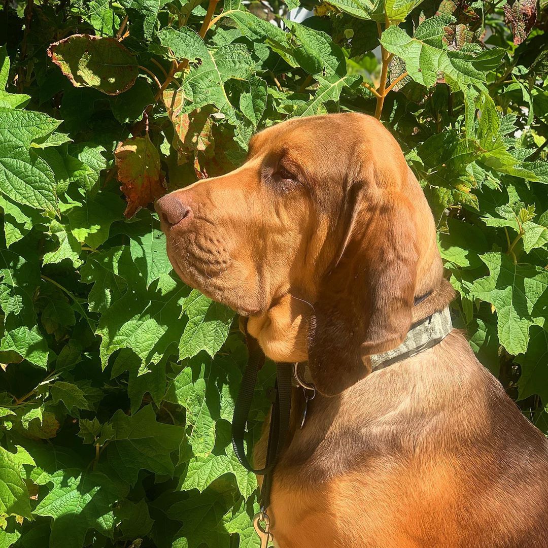 Bloodhound 23