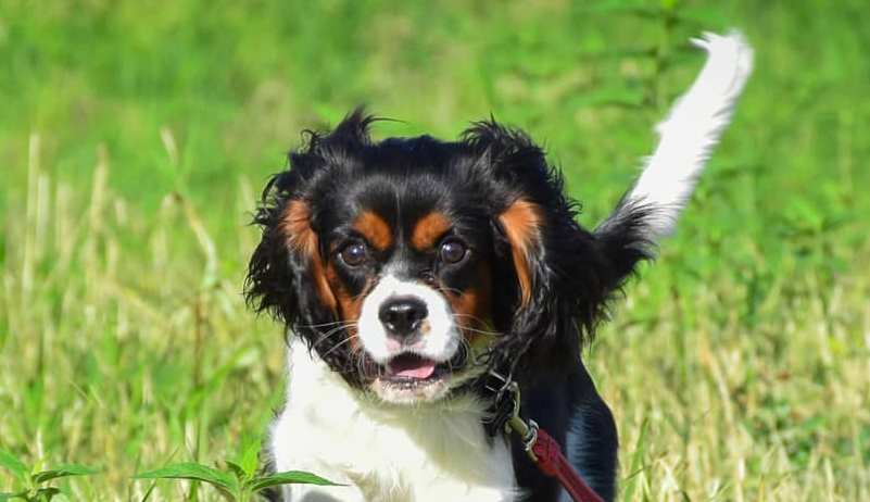 15 Cool Facts About Cavalier King Charles Spaniels
