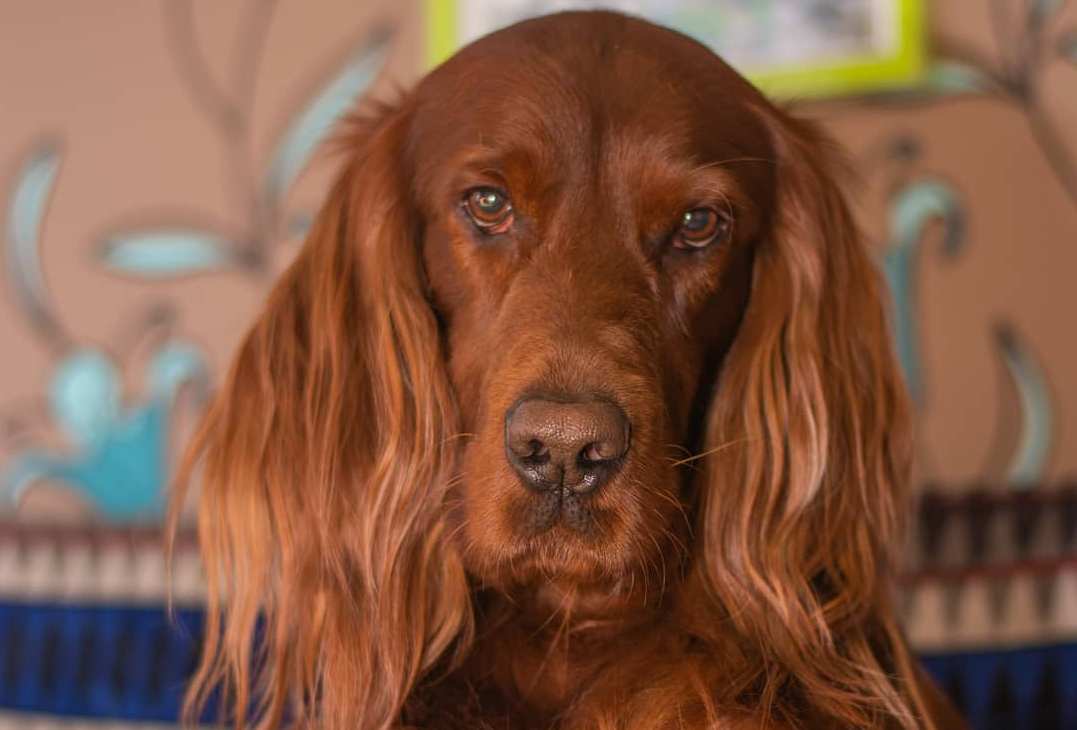 15 Amazing Facts About the Irish Setter You Probably Never Knew