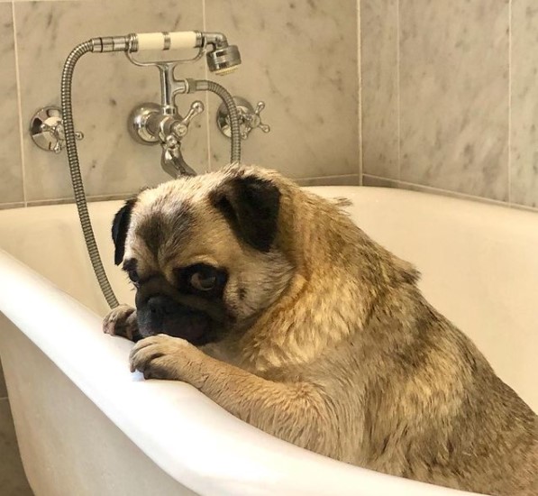 15 Pictures That Prove Pugs Are Perfect Weirdos 11 15 Pictures That Prove Pugs Are Perfect Weirdos 11
