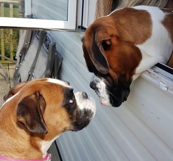 16 Pictures That Prove Boxers Are Perfect Weirdos 10