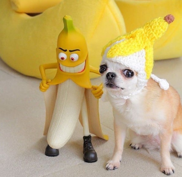 15 Pictures That Prove Chihuahuas Are Perfect Weirdos 9 15 Pictures That Prove Chihuahuas Are Perfect Weirdos 9