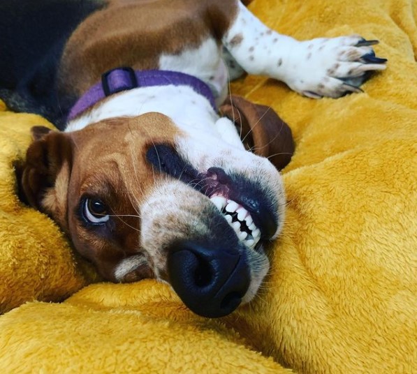 15 Pictures That Prove Basset Hounds Are Perfect Weirdos 11 15 Pictures That Prove Basset Hounds Are Perfect Weirdos 11