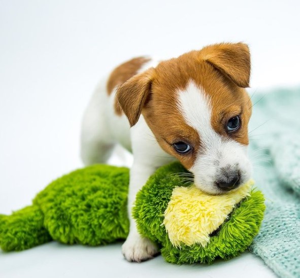 16 Pictures That Prove Jack Russells Are Perfect Weirdos 11 16 Pictures That Prove Jack Russells Are Perfect Weirdos 11