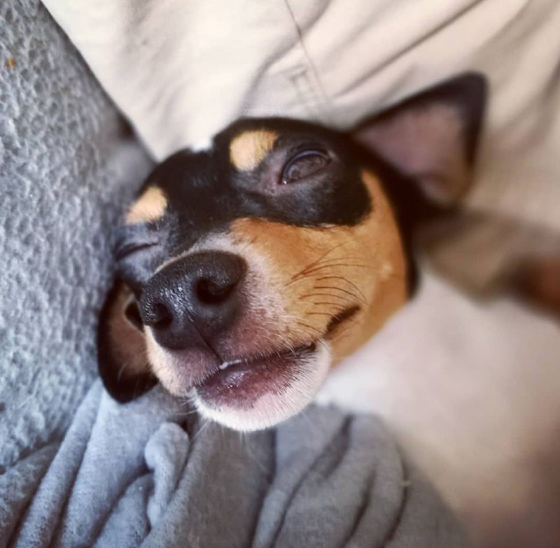 American Toy Fox Terrier 25