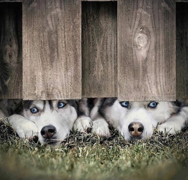 15 Pictures That Prove Huskies Are Perfect Weirdos 10 15 Pictures That Prove Huskies Are Perfect Weirdos 10