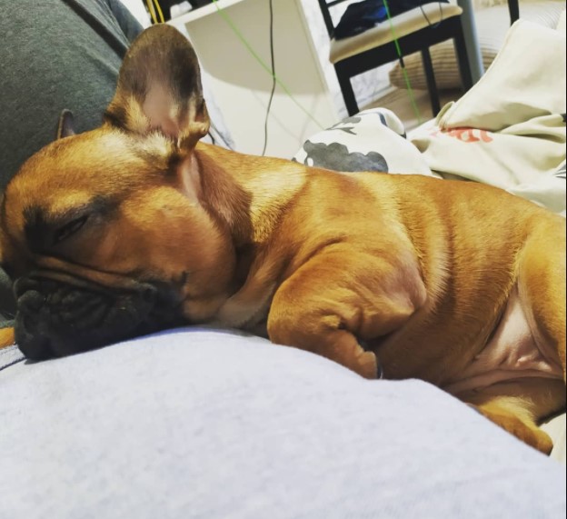 16 Pictures That Prove French Bulldogs Are Perfect Weirdos 10