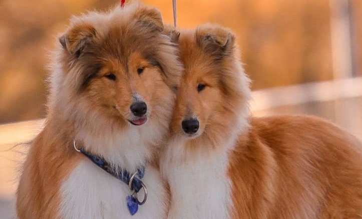 15 Amazing Facts About Collies You Probably Never Knew