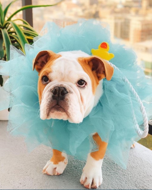 15 Pictures That Prove English Bulldogs Are Perfect Weirdos 9 15 Pictures That Prove English Bulldogs Are Perfect Weirdos 9