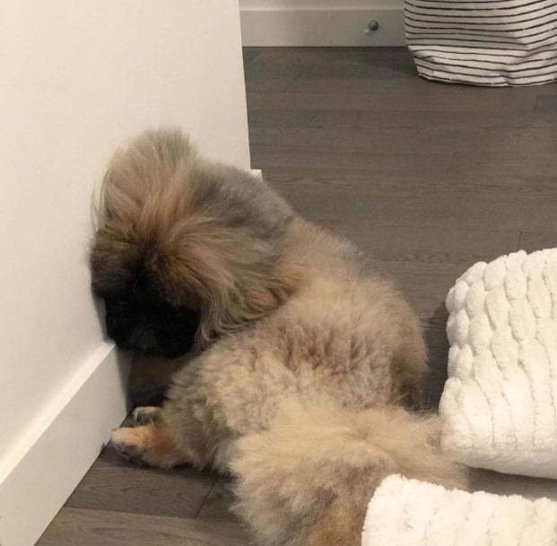 15 Pictures That Prove Pekinese Are Perfect Weirdos 9