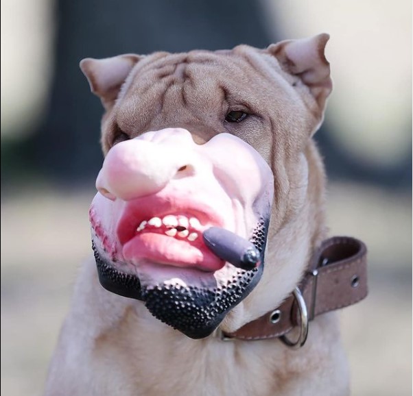 15 Pictures That Prove Shar Peis Are Perfect Weirdos 11 15 Pictures That Prove Shar Peis Are Perfect Weirdos 11