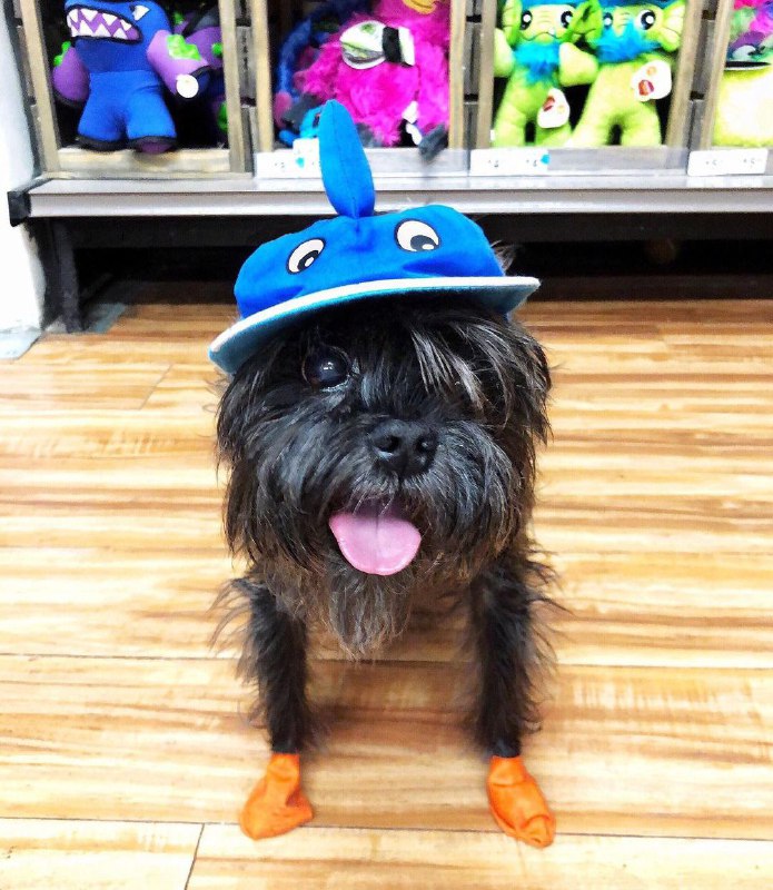 Affenpinscher 21