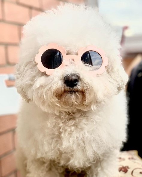 15 Pictures That Prove Bichon Frises Are Perfect Weirdos 11 15 Pictures That Prove Bichon Frises Are Perfect Weirdos 11