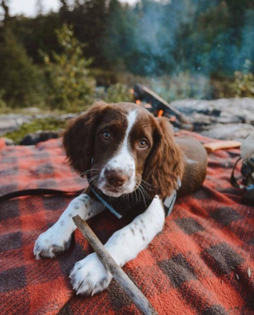 15 Pictures That Prove Springer Spaniels Are Perfect Weirdos 11