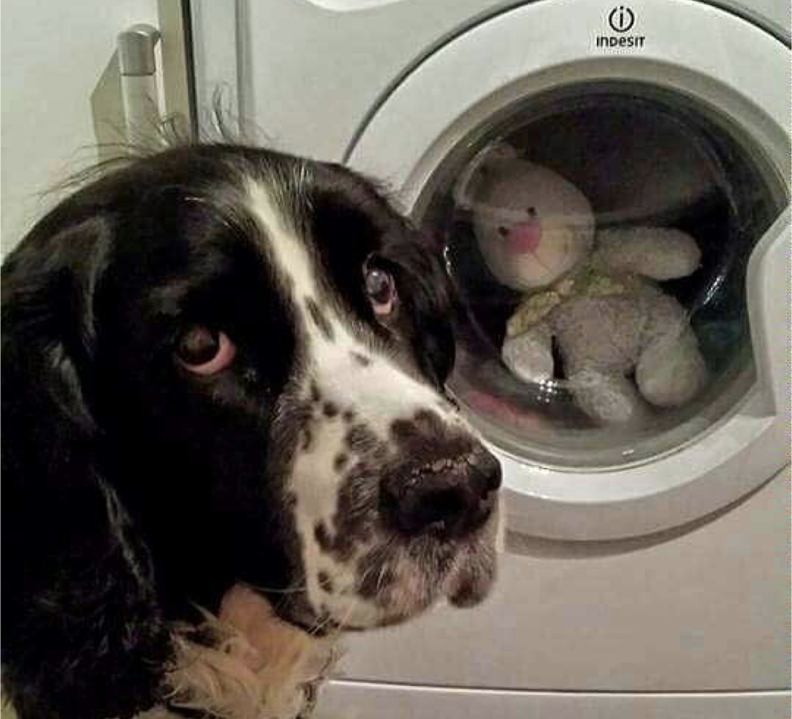 15 Funny Springer Spaniel Memes To Make Your Day 9