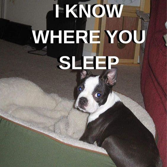 15 Funny Boston Terrier Memes To Make Your Day 9