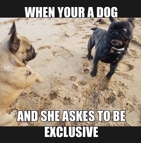 15 Funny French Bulldog Memes To Make Your Day 9