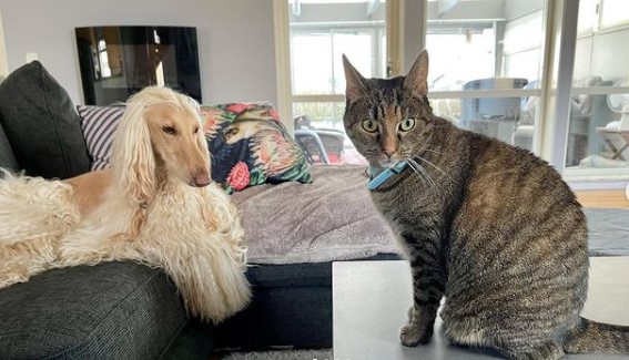 15 Pictures That Prove Afghan Hounds Are Perfect Weirdos 11 15 Pictures That Prove Afghan Hounds Are Perfect Weirdos 11