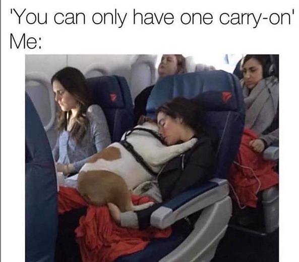 15 Funny English Bulldog Memes To Make Your Day 9