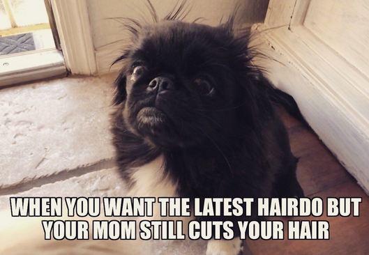 15 Funny Pekingese Memes To Make Your Day 9