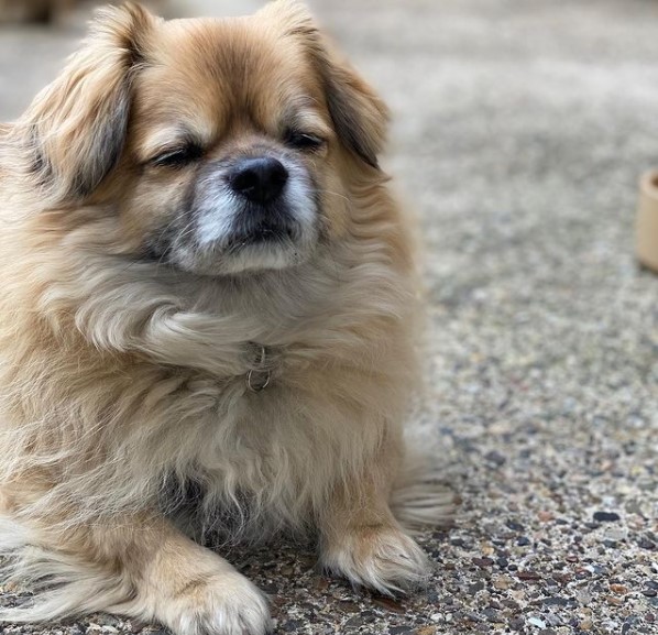 16 Pictures That Prove Tibetan Spaniels Are Perfect Weirdos 9