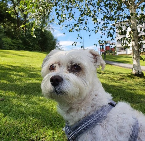 15 Pictures That Prove Bolognese Dogs Are Perfect Weirdos 9