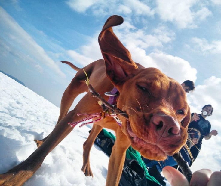 16 Pictures That Prove Vizslas Are Perfect Weirdos 9