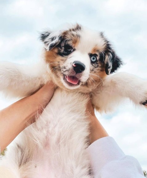 15 Pictures That Prove Australian Shepherds Are Perfect Weirdos 9