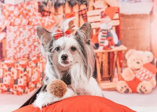 15 Pictures That Prove Chinese Crested Dogs Are Perfect Weirdos 9