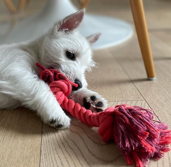 16 Pictures That Prove West Highland White Terriers Are Perfect Weirdos 9