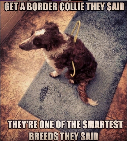 15 Funny Border Collie Memes To Make Your Day 9