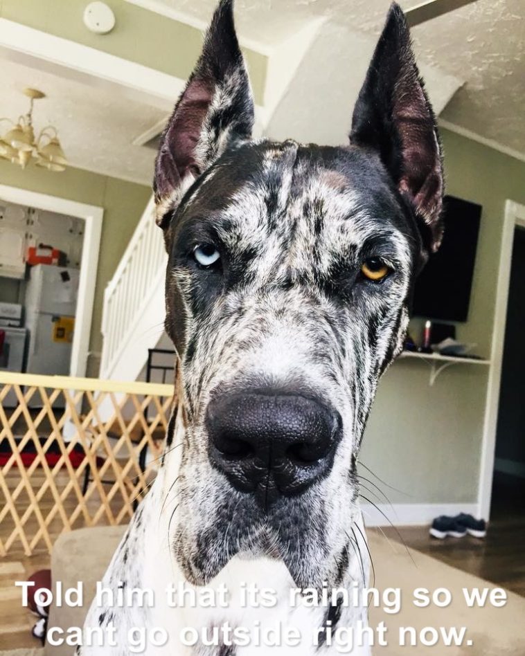15 Funny Great Dane Memes To Make Your Day 9
