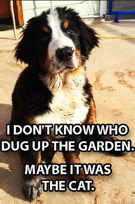 15 Funny Bernese Mountain Dog Memes To Make Your Day 9