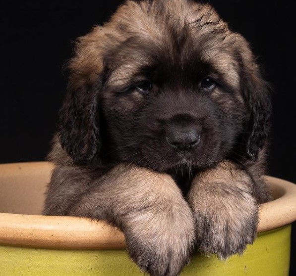 16 Pictures That Prove Leonbergers Are Perfect Weirdos 9