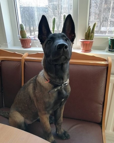 15 Pictures That Prove Belgian Malinoises Are Perfect Weirdos 9