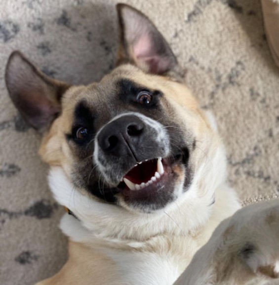 15 Pictures That Prove Anatolian Shepherds Are Perfect Weirdos 9